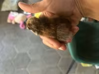 Ayam Cemani — foto 7