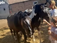 ม้าตัวผู้, Nonius horse — รูปภาพ 8