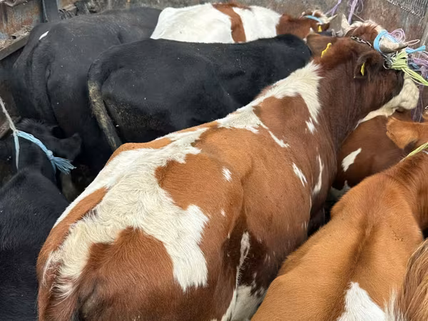 Býk, Simmental cattle