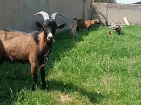 Cabra, Czech Brown Shorthaired goats — foto 1