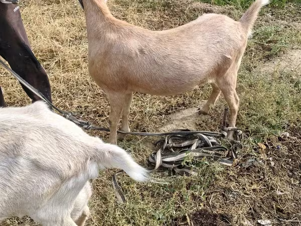 بز ماده, Saanen goat