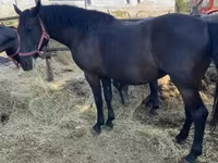 Hoppe, Hungarian horse breed — foto 2