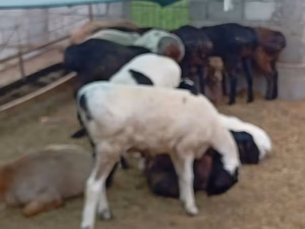 숫양, Hissar sheep