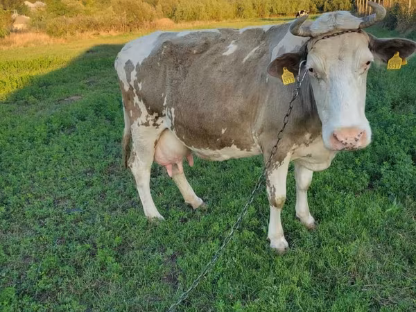 گاو ماده, گاو کستای