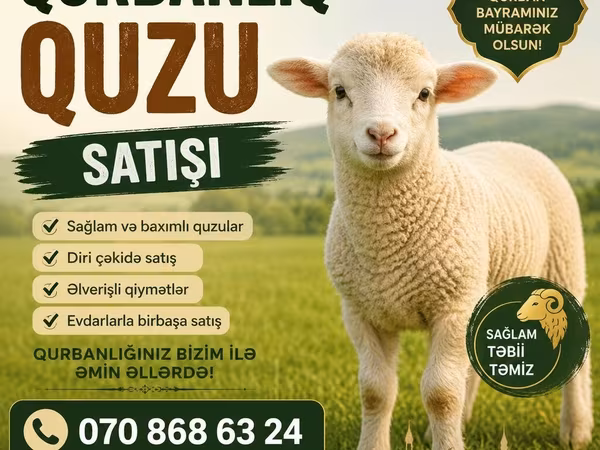 Ram, Sheep — Azerbaijan