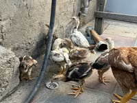 Chickens — foto 5
