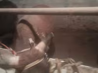 காளை, மாடுகள் — புகைப்படம் 5