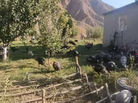 Turkeys — Foto 3