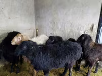 Baran, Owce — zdjęcie 1