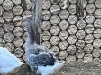 Gri ve Gri Benekli Danimarka Kazı — foto 2