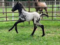 Merrie, Appaloosa — foto 3