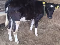Krava, Russian Black pied cattle — foto 1