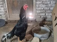 Chickens — عکس 2