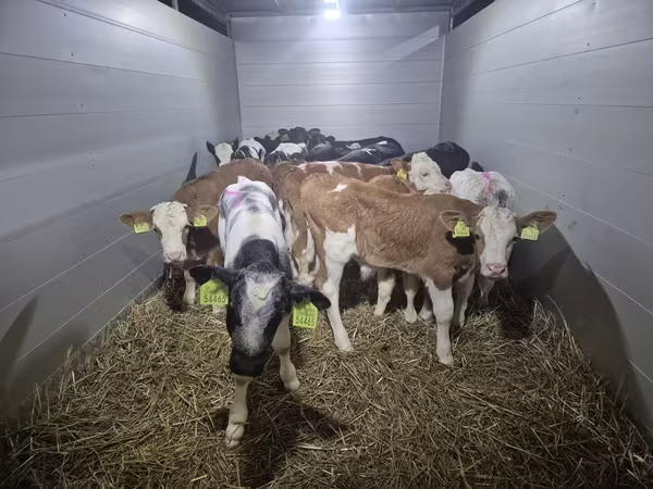 Stier, Simmental cattle