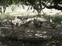 Geese — फ़ोटो 8