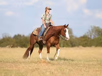 Horse (M), Quarter Horse — photo 3
