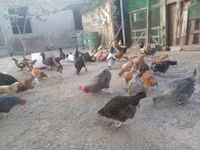 Chickens — รูปภาพ 8