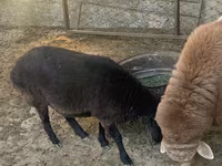 Vædder, Arashan sheep — foto 8