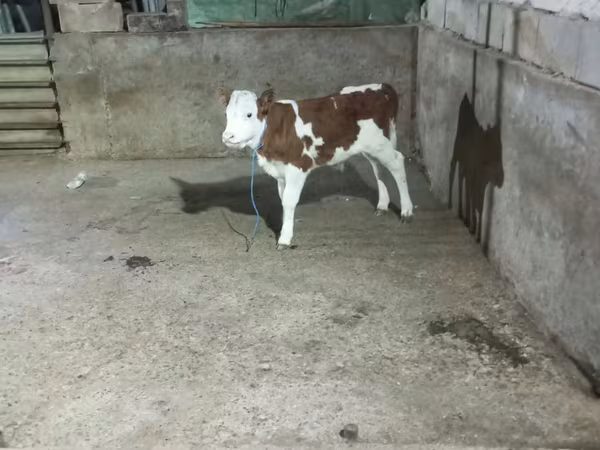Býk, Simmental cattle