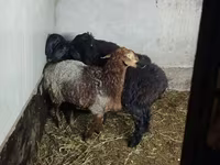 Ovce, Hissar sheep — foto 1