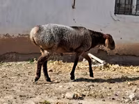 قوچ, گوسفند — عکس 6