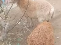 Owca, Owce — zdjęcie 2