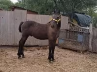 Cavalo, Lipizzaner — foto 1