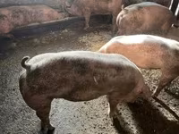 Schweine (Partie, Geschlecht nicht angegeben), Schweine — Foto 3