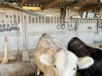 காளை, Simmental cattle — புகைப்படம் 1