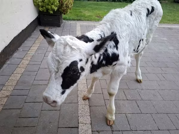 Ko, Russian Black pied cattle