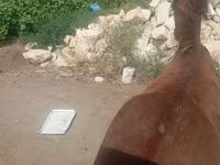 اسب نر, اسب — عکس 7