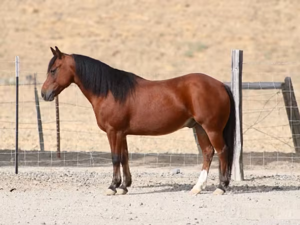 Кінь, Quarter Horse