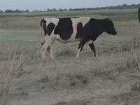 Toro, Razza Holstein — foto 1