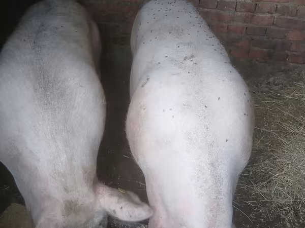 Säue, Schweine