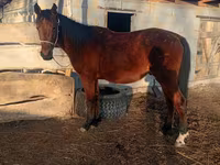 Kůň, Anglo-Arabian — foto 5