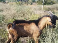 Kozel, Kozy — foto 1