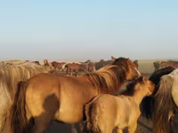 اسب نر, اسب — عکس 1
