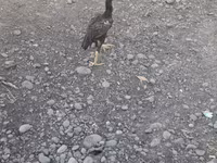 Chickens — foto 2
