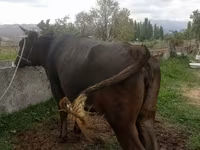 Lembu betina, Alatau breed — foto 3