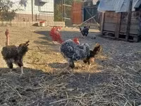 găină daneză — foto 2