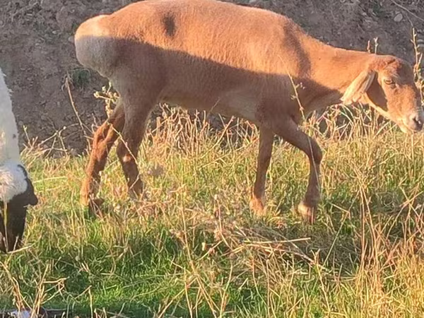 Vædder, Arashan sheep