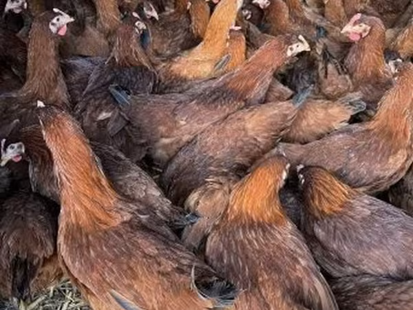Chickens