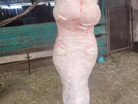 Domba jantan, Sheep — foto 1