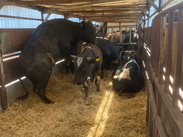 Bull, Cattle