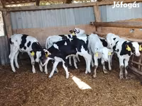 Бух, Russian Black pied cattle — 1 зураг