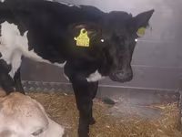 Byk, Simmental cattle — zdjęcie 2