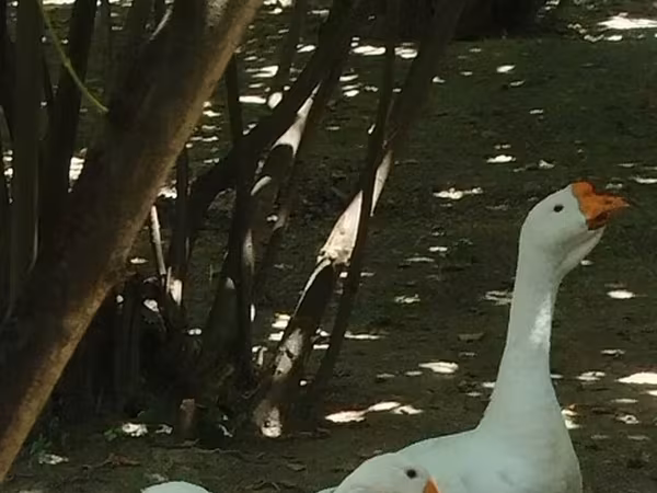 لیندا