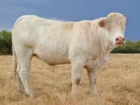 Ko, Charolais cattle — foto 2