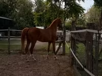 Iapă, Hungarian horse breed — foto 3