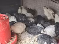 Quails — รูปภาพ 2